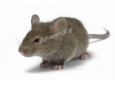 ΤΡΩΚΤΙΚΟΚΤΟΝΙΑ